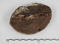 登錄號:F0014230藏品圖，第4張