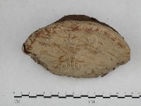 登錄號:F0014230藏品圖，第5張