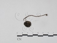 登錄號:F0014231藏品圖，第1張