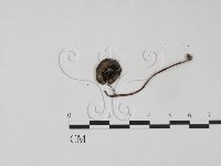 登錄號:F0014231藏品圖，第3張