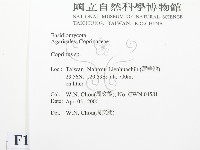 鬼傘屬藏品圖，第2張