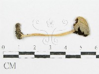 鬼傘屬藏品圖，第1張