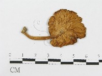 登錄號:F0014235藏品圖，第1張
