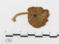 登錄號:F0014235藏品圖，第3張