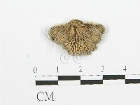 裂褶菌藏品圖，第1張