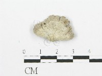 裂褶菌藏品圖，第3張