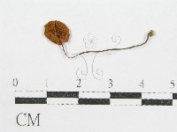 登錄號:F0014237藏品圖，第1張