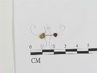 登錄號:F0014238藏品圖，第1張