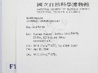 微皮傘屬藏品圖，第2張