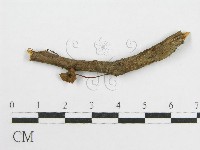 微皮傘屬藏品圖，第1張