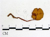 登錄號:F0014241藏品圖，第1張