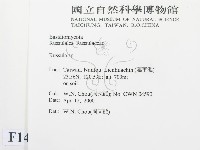 紅菇屬藏品圖，第2張