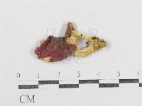 紅菇屬藏品圖，第1張