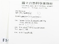 細鱗蘑菇藏品圖，第2張