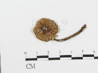 細鱗蘑菇藏品圖，第1張