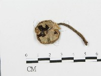 細鱗蘑菇藏品圖，第3張