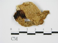 登錄號:F0014244藏品圖，第1張