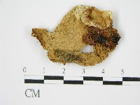 登錄號:F0014244藏品圖，第3張