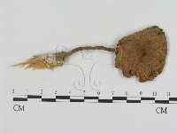 登錄號:F0014245藏品圖，第1張