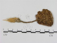 登錄號:F0014245藏品圖，第3張