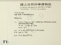 小菇屬藏品圖，第2張