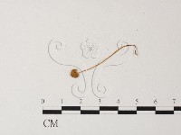 小菇屬藏品圖，第1張