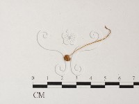 小菇屬藏品圖，第3張