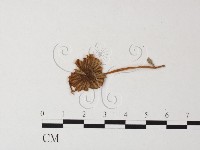 小菇屬藏品圖，第1張