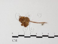 小菇屬藏品圖，第3張