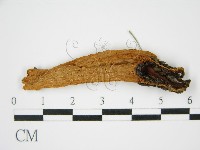 登錄號:F0014249藏品圖，第3張