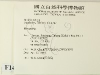 小菇屬藏品圖，第2張