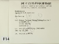 小皮傘屬藏品圖，第2張