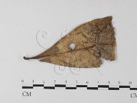 小皮傘屬藏品圖，第1張