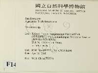 小皮傘屬藏品圖，第2張