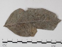 小皮傘屬藏品圖，第3張