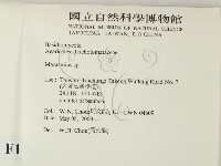 小皮傘屬藏品圖，第2張