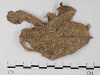 小皮傘屬藏品圖，第1張