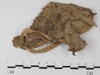 小皮傘屬藏品圖，第3張