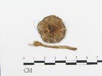 傘菌屬藏品圖，第1張