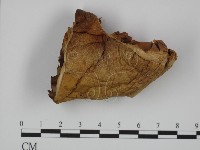 登錄號:F0014263藏品圖，第1張