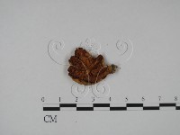 登錄號:F0014265藏品圖，第3張