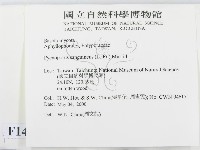 血紅密孔菌藏品圖，第2張