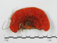 血紅密孔菌藏品圖，第1張