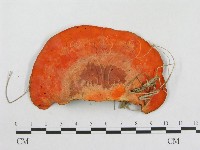 血紅密孔菌藏品圖，第3張