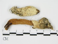 登錄號:F0014268藏品圖，第3張