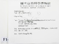 鬼傘屬藏品圖，第2張