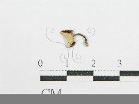 鬼傘屬藏品圖，第3張