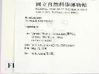 鬼傘屬藏品圖，第2張