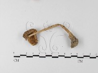 登錄號:F0014271藏品圖，第3張