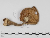 登錄號:F0014272藏品圖，第3張